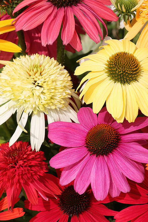 Echinacea Everblooming Mix (Jeżówką)