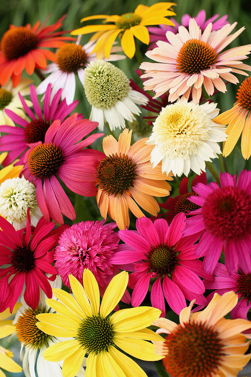 Zamów jeżówkę 'Echinacea Everblooming Coneflower Mix (Jeżówką)' w DutchGrown™ z wysyłką na wiosnę i ciesz się najwyższej jakości odkrytymi korzeniami!