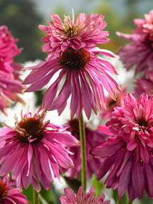 Echinacea Double Decker (Jeżówką)