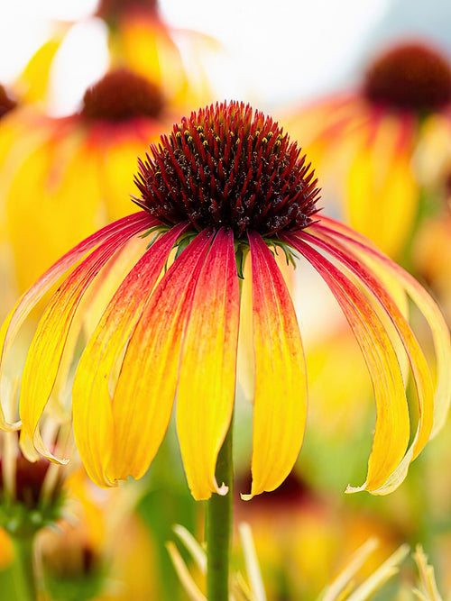 Kup Echinacea 'Fiery Meadow Mamma'