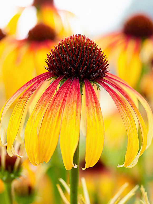Kup Echinacea 'Fiery Meadow Mamma'