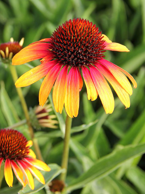 Zamów jeżówkę 'Echinacea Fiery Meadow Mamma (Jeżówką)' w DutchGrown™ z wysyłką na wiosnę i ciesz się najwyższej jakości odkrytymi korzeniami!