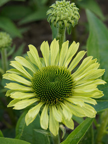 Echinacea Green Jewel (Jeżówką)