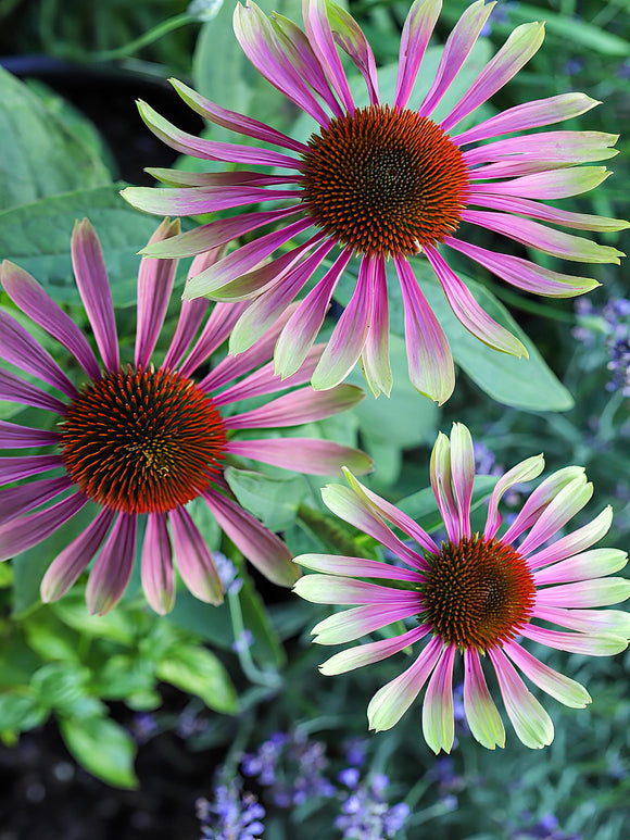 Kup Echinacea Green Twister” z Holandii