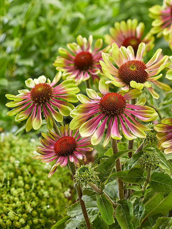 Kup Echinacea Green Twister” z Holandii