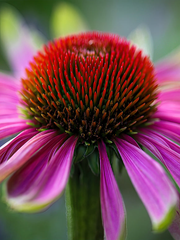Zamów jeżówkę 'Echinacea Green Twister (Jeżówką)' w DutchGrown™ z wysyłką na wiosnę i ciesz się najwyższej jakości odkrytymi korzeniami!