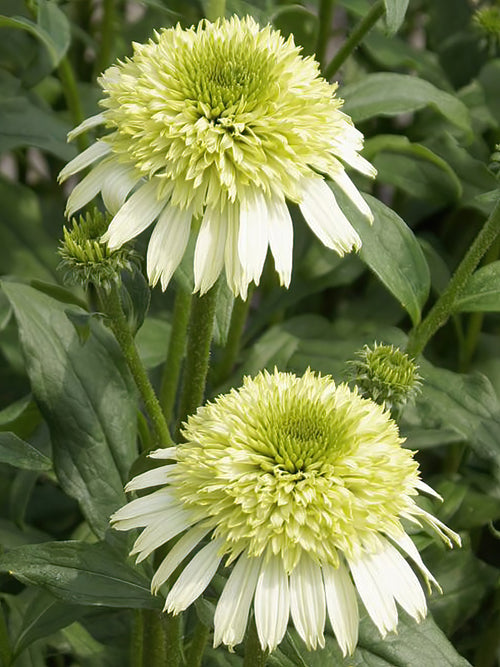Echinacea Honey Dew (Jeżówką)