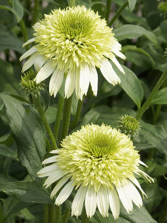 Echinacea Honey Dew (Jeżówką)