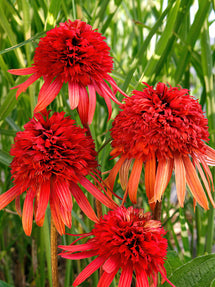 Echinacea Irresistible (Jeżówką)