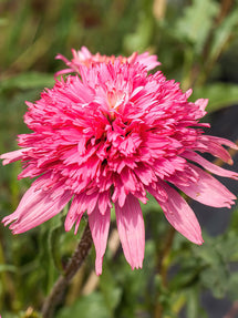 Echinacea Mini Belle (Jeżówką)