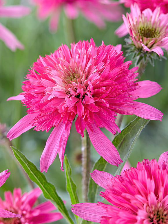 Kup Echinacea Mini Belle (Jeżówką)