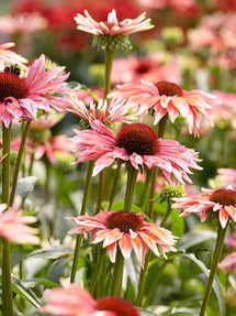 Echinacea Playful Meadow Mama (Jeżówką)