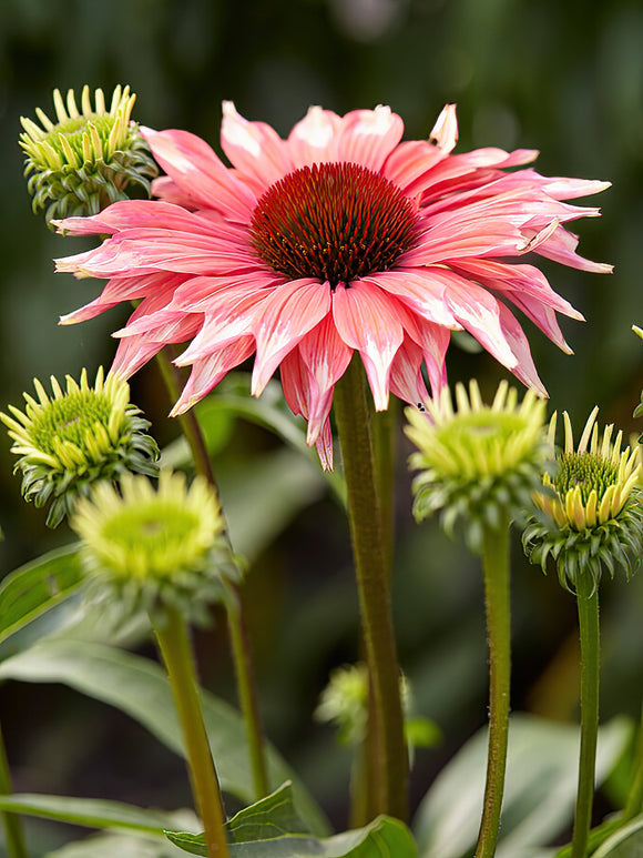 Zamów jeżówkę 'Echinacea Playful Meadow Mama (Jeżówką)' w DutchGrown™ z wysyłką na wiosnę i ciesz się najwyższej jakości odkrytymi korzeniami!