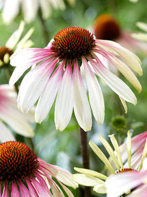 Echinacea Pretty Parasols (Jeżówką)