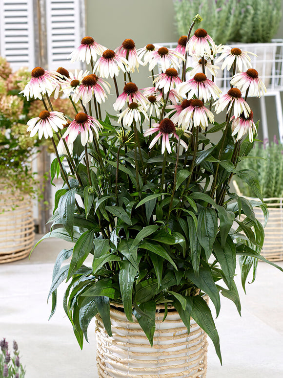 Zamów jeżówkę 'Echinacea Pretty Parasols (Jeżówką)' w DutchGrown™ z wysyłką na wiosnę i ciesz się najwyższej jakości odkrytymi korzeniami!