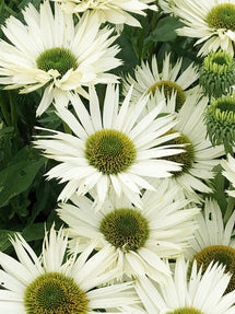 Echinacea Virgin (Jeżówką)