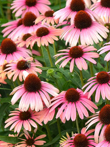 Echinacea Rainbow Marcella (Jeżówką)