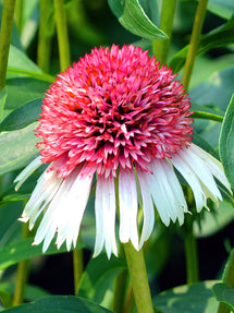 Echinacea Strawberry and Cream (Jeżówką)