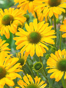 Echinacea Yellow Passion (Jeżówką)