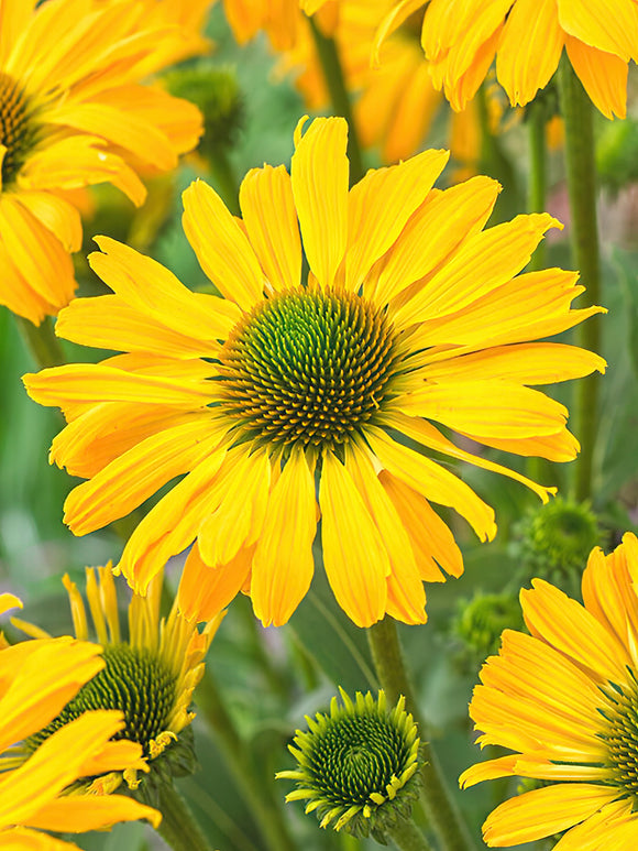 Zamów jeżówkę 'Echinacea Yellow Passion (Jeżówką)' w DutchGrown™ z wysyłką na wiosnę i ciesz się najwyższej jakości odkrytymi korzeniami!