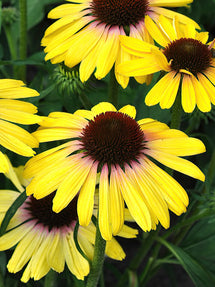 Echinacea Yellow Rainbow (Jeżówką)