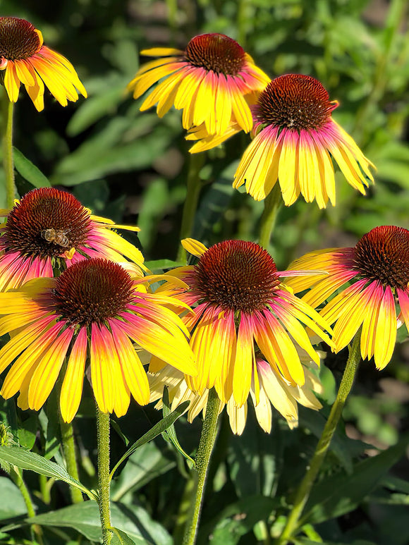 Zamów jeżówkę 'Echinacea Yellow Rainbow (Jeżówką)' w DutchGrown™ z wysyłką na wiosnę i ciesz się najwyższej jakości odkrytymi korzeniami!