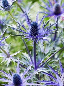 Mikołajek płaskolistny (Eryngium) Jos Eijking