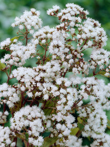 Sadziec Chocolate (Eupatorium)