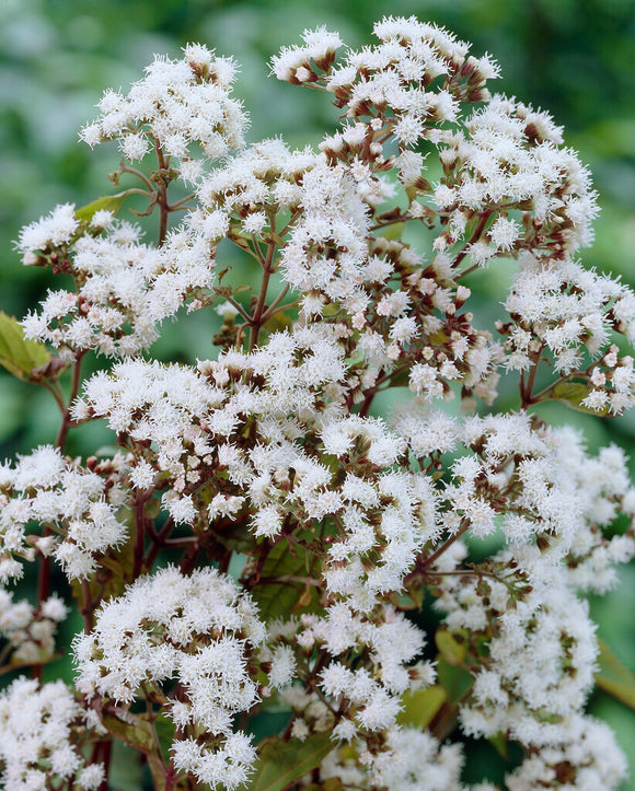 Sadziec Chocolate (Eupatorium)