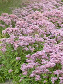 Sadziec Purple Blush (Eupatorium)