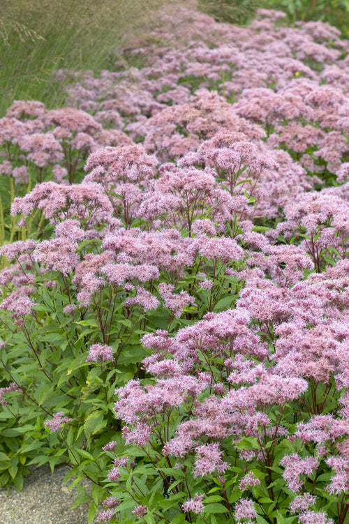 Sadziec Purple Blush (Eupatorium)