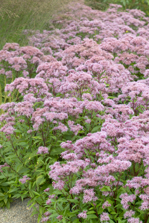 Sadziec Purple Blush (Eupatorium)