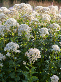 Sadziec Snowball (Eupatorium)