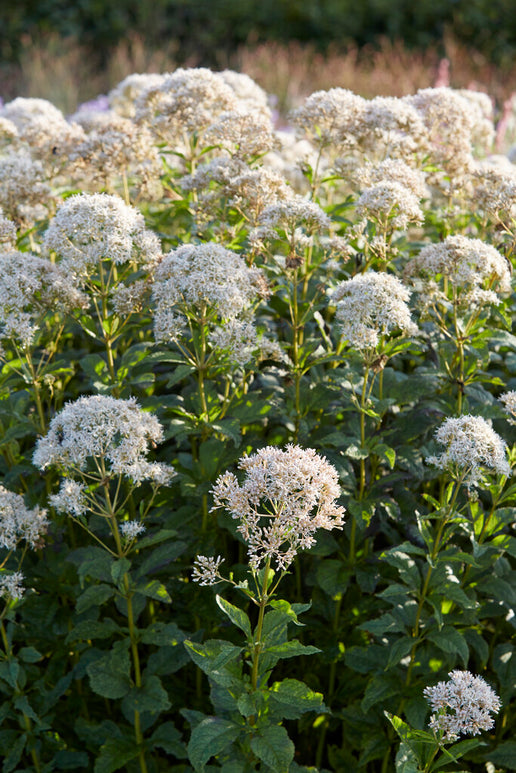 Sadziec Snowball (Eupatorium)