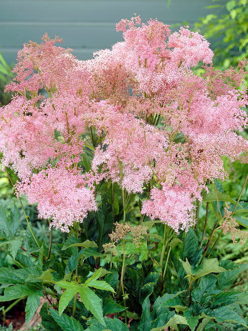 Filipendula Venusta (Więzówka czerwona)