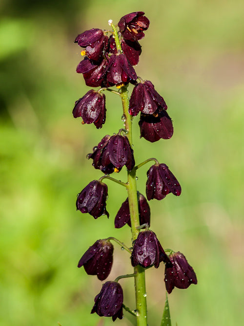Wysoka roślina cebulowa wiosenna