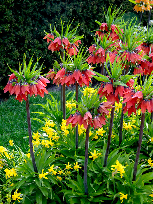 Szachownica perska Red Beauty