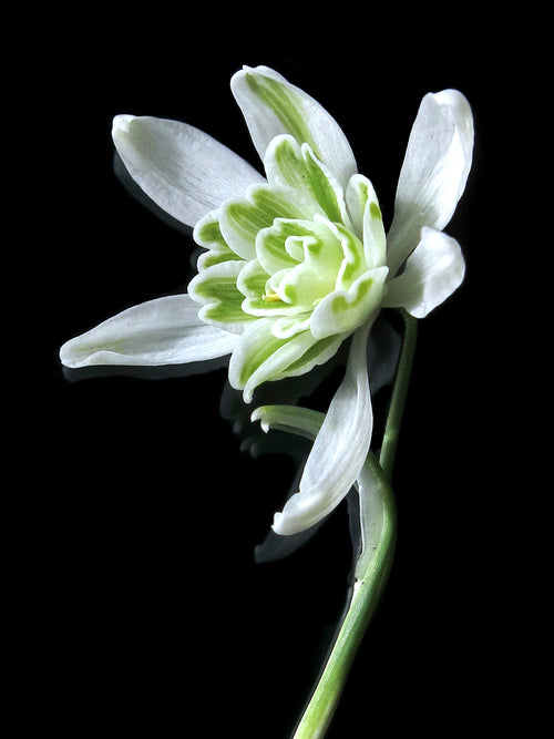 Galanthus Nivalis Flore Pleno (Przebiśnieg)