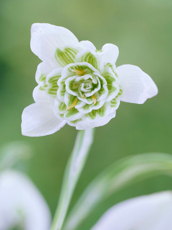 Śnieżyczka Galanthus Nivalis Flore Pleno (Przebiśnieg)