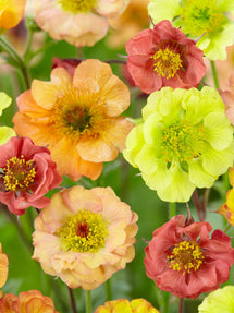 Mieszanka Kuklik Cocktail Series (Geum)