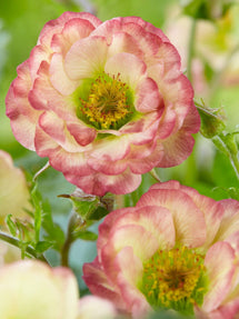 Kuklik Cosmopolitan (Geum)