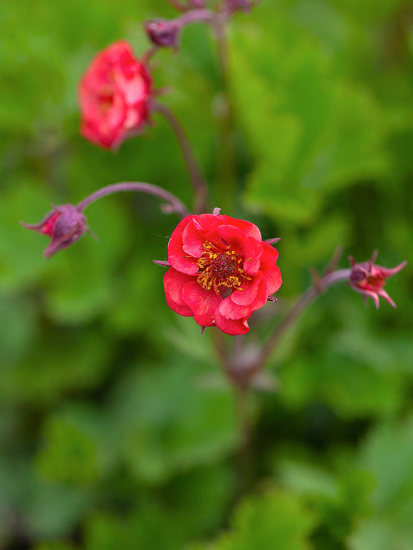 Kuklik Flames of Passion (Geum)