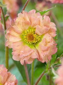 Kuklik Mai Tai (Geum)