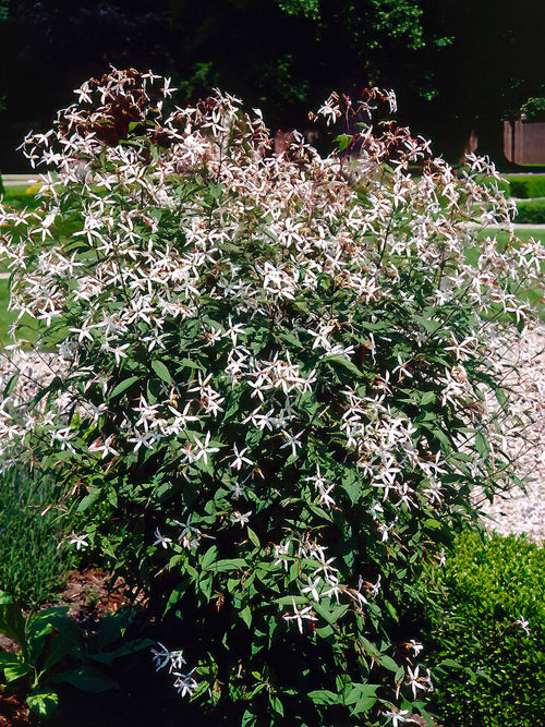 Gillenia trifoliata