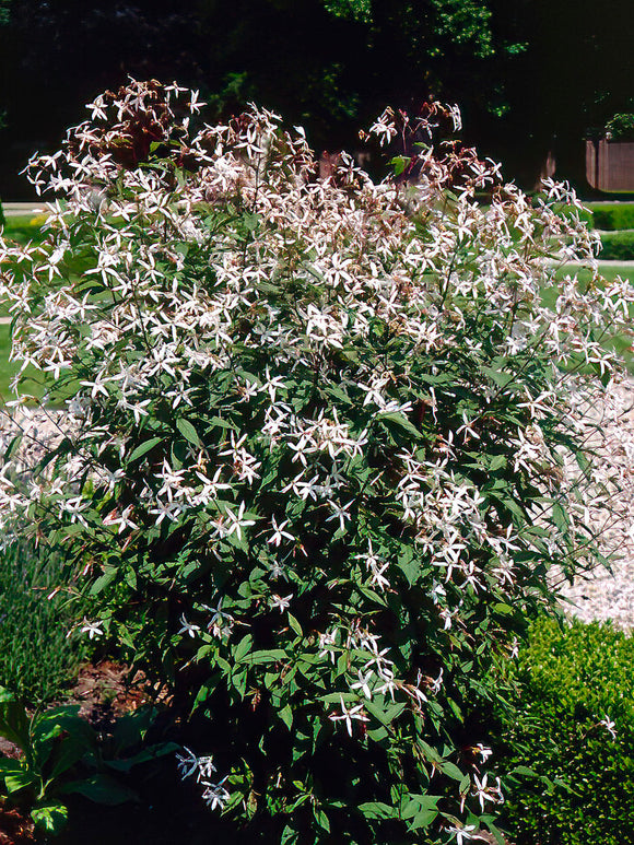 Gillenia trifoliata