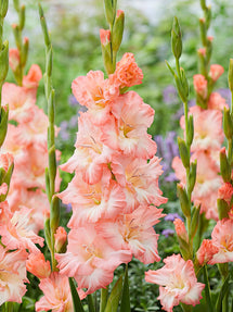 Mieczyk Monte Gordo (Gladiolus)