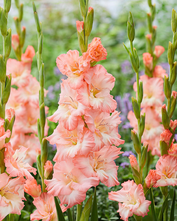Kup Mieczyk Monte Gordo (Gladiolus)