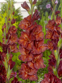Mieczyk Chocolate (Gladiolus)