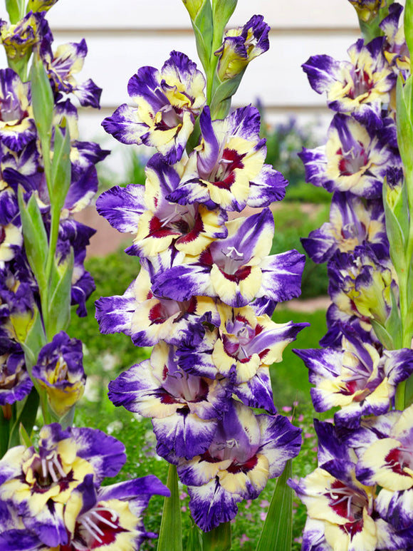 Gladiolus Circus Color