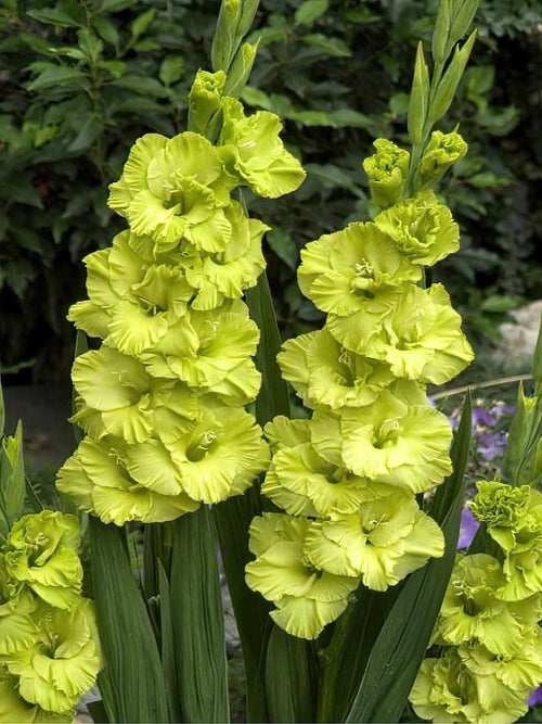 Kup Mieczyk Green Star (Gladiolus)